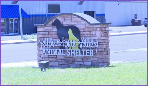 Discover The Heart Of Animal Welfare: Unveiling Yellowstone Animal Shelter